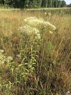 Eupatorium sullivaniae E. E. Schill.的圖片