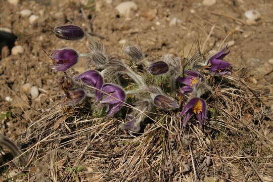 صورة Pulsatilla halleri subsp. rhodopaea (Stoj. & Stefanov) K. Krause