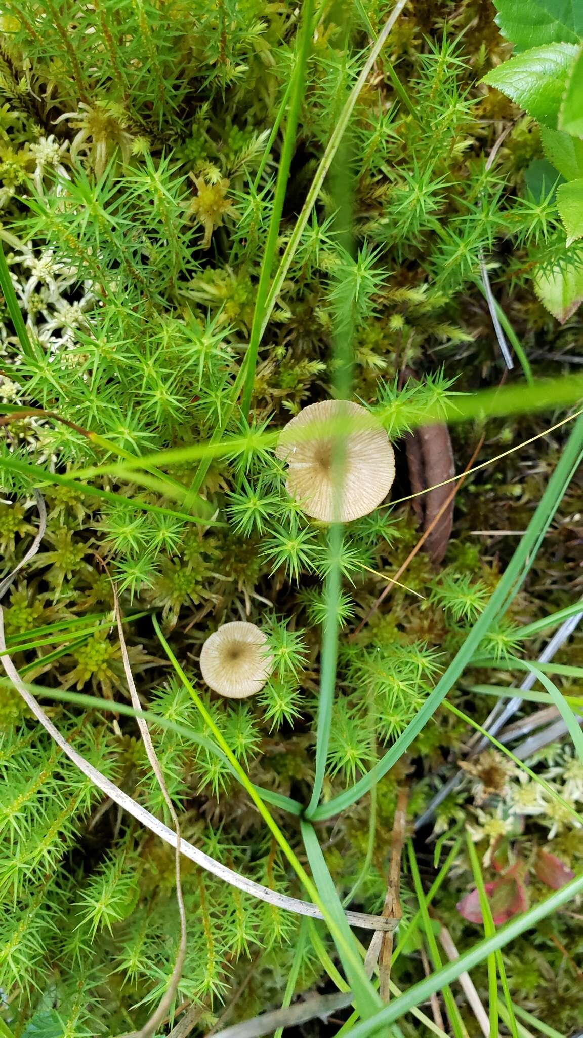 Image of Arrhenia sphagnicola (Berk.) Redhead, Lutzoni, Moncalvo & Vilgalys 2002