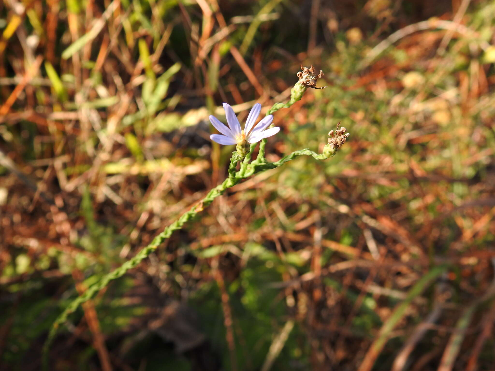 Image of scaleleaf aster