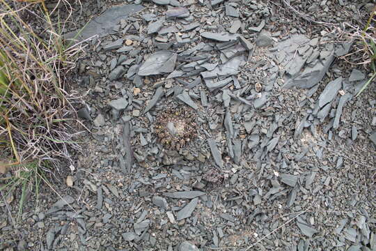 Image of Euphorbia procumbens Mill.