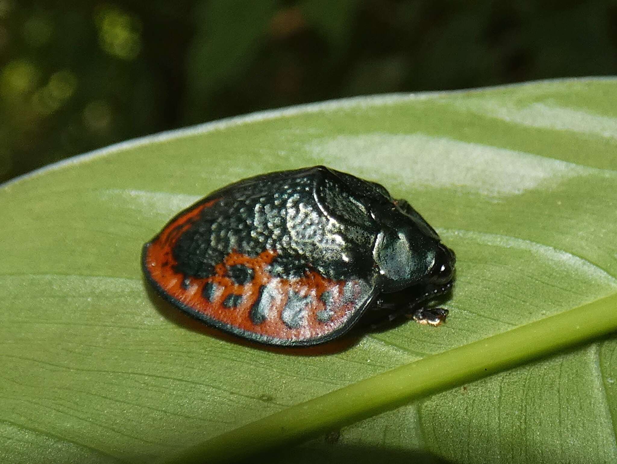 Discomorpha (Discomorpha) salvini (Baly 1864)的圖片