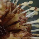 Image of Neonauclea glabra (Roxb.) Bakh. fil. & Ridsdale