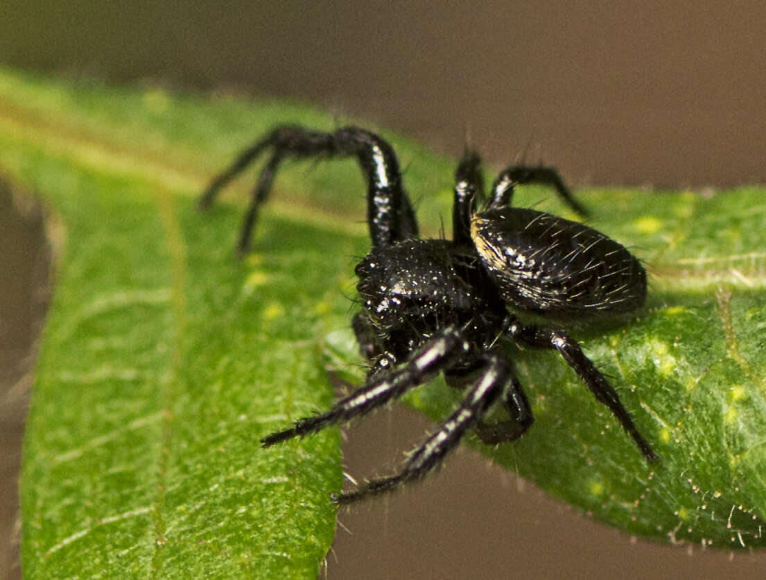 Image of Xysticus bimaculatus L. Koch 1867