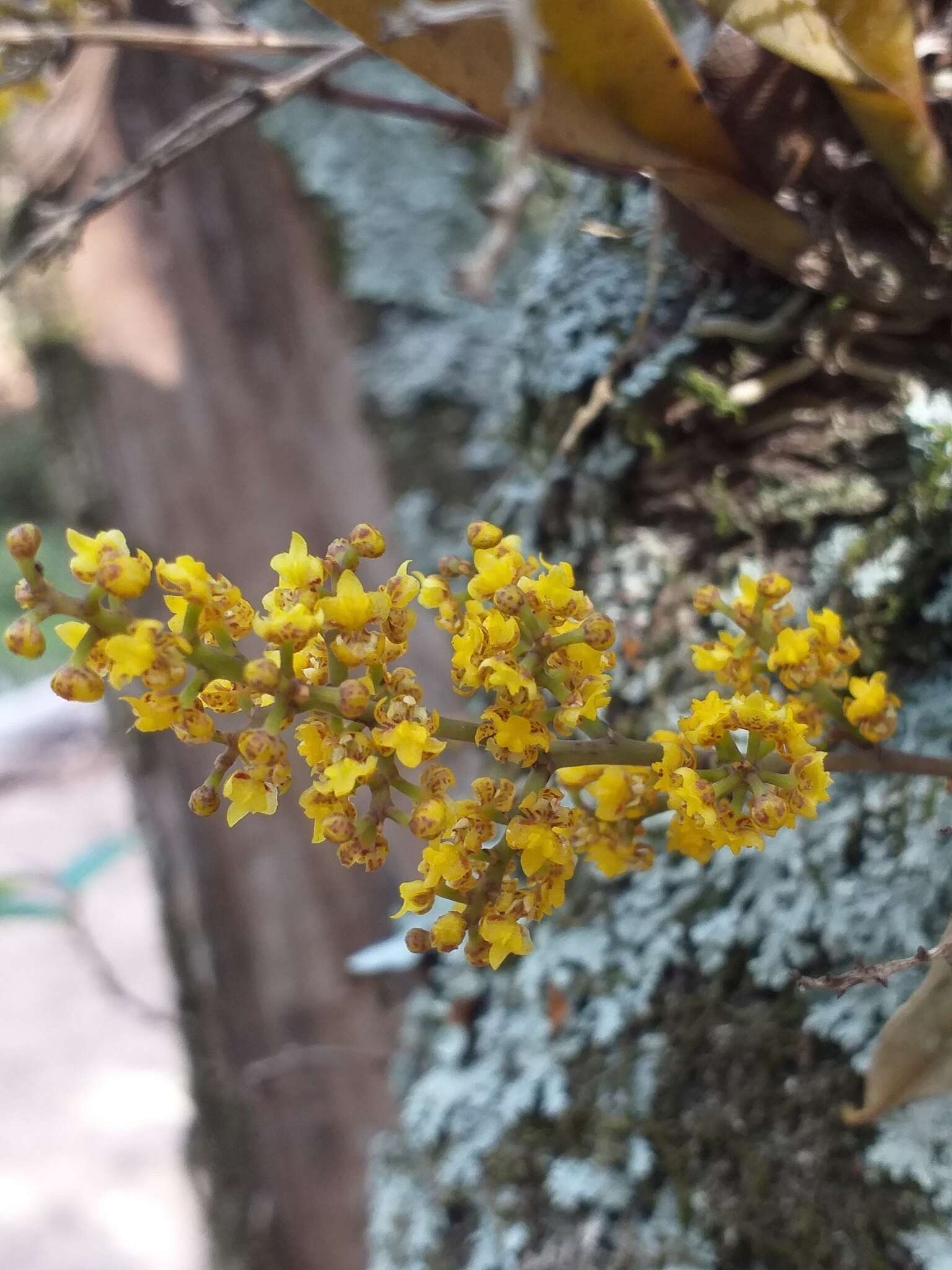 Image de Trichocentrum pumilum (Lindl.) M. W. Chase & N. H. Williams