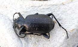 Слика од Calosoma (Calosoma) frigidum Kirby 1837