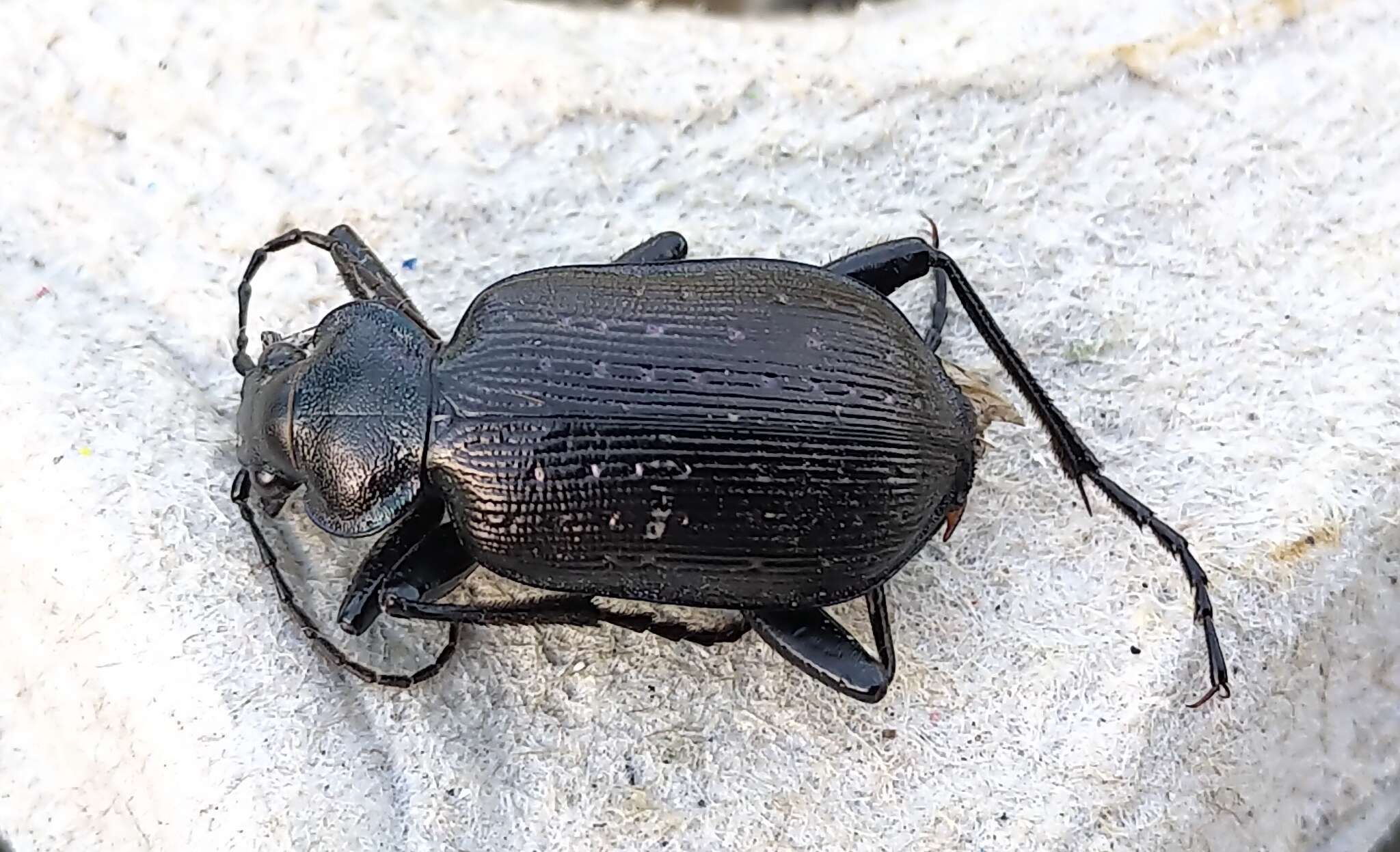 Imagem de Calosoma (Calosoma) frigidum Kirby 1837