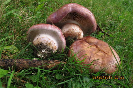 Image of Cortinarius balteatocumatilis Rob. Henry ex P. D. Orton 1960