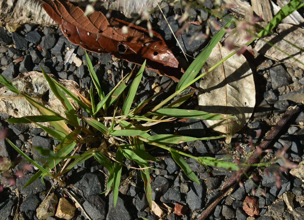 صورة Eragrostis unioloides (Retz.) Nees ex Steud.