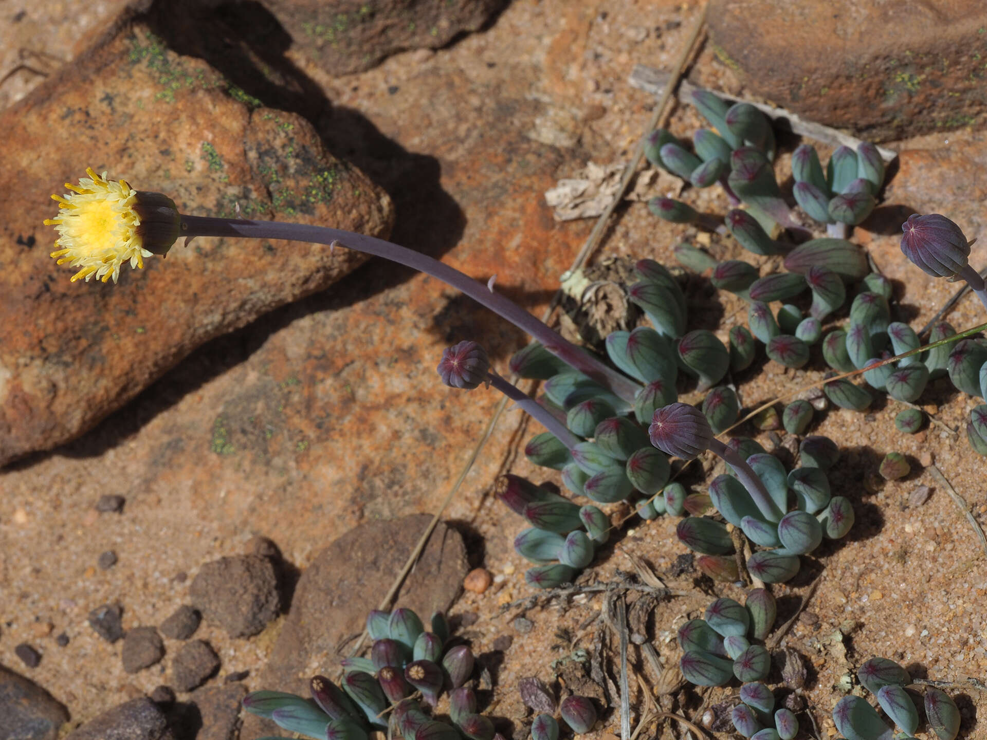 Image of Curio repens (L.) P. V. Heath