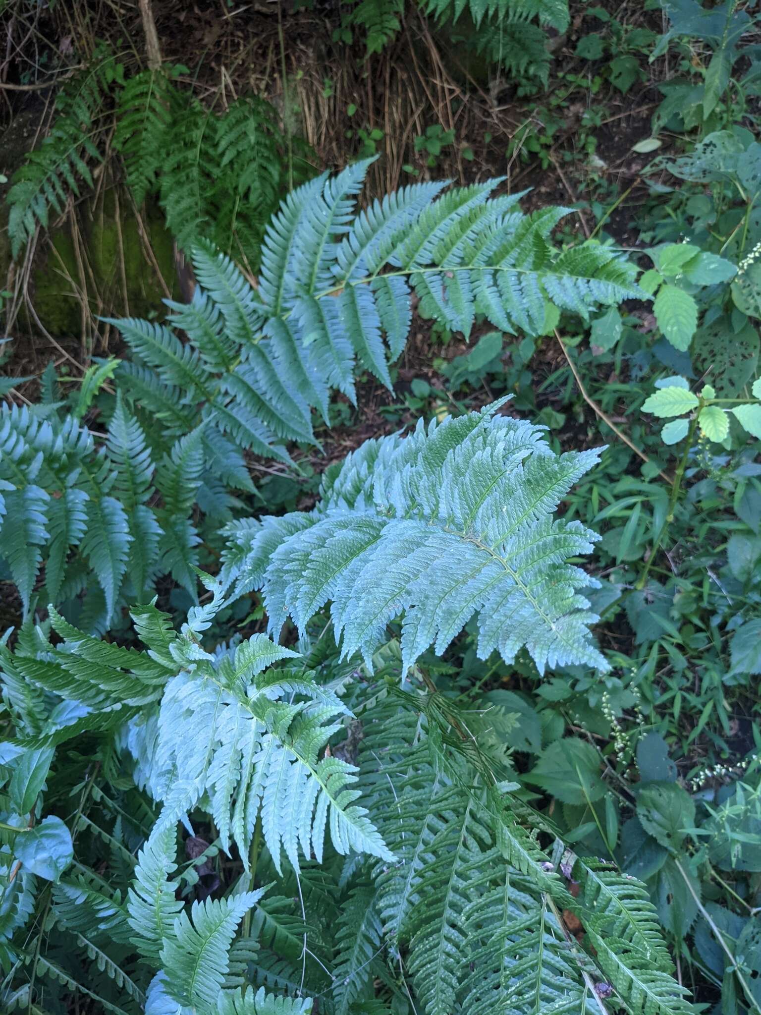 Image de Dryopteris leedsii Wherry