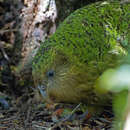 Image de Strigops kakapo