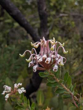 Image of Grevillea buxifolia subsp. buxifolia