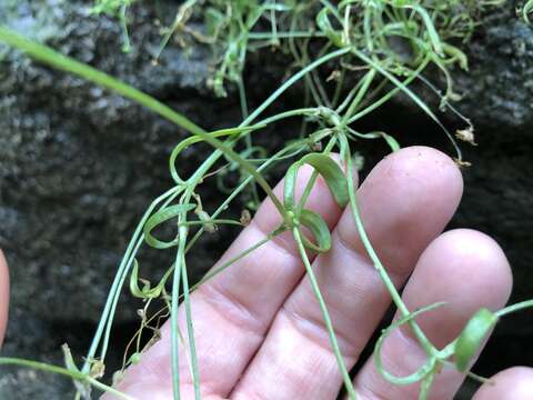 Image of American Water Starwort