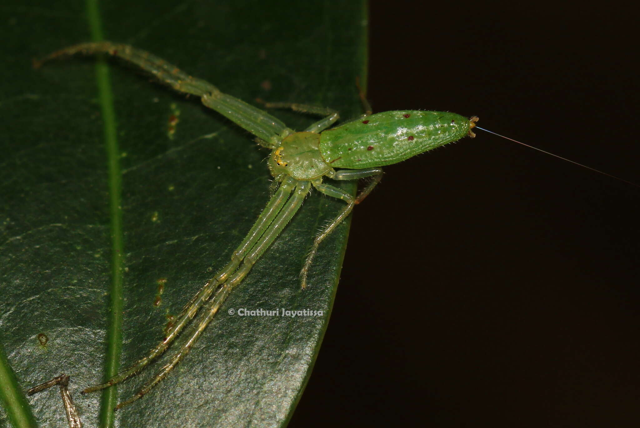 Image of Oxytate subvirens (Strand 1907)