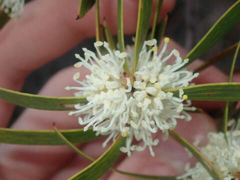 Imagem de Hakea ambigua Meissn.