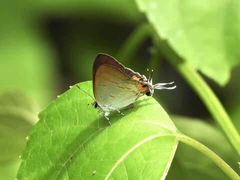 Image of Hypolycaena thecloides (Felder 1860)