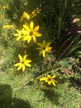 Image of woodland tickseed