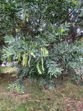 Image of goldenrain wattle