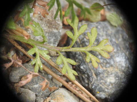 Image of Papaver apulum Ten.