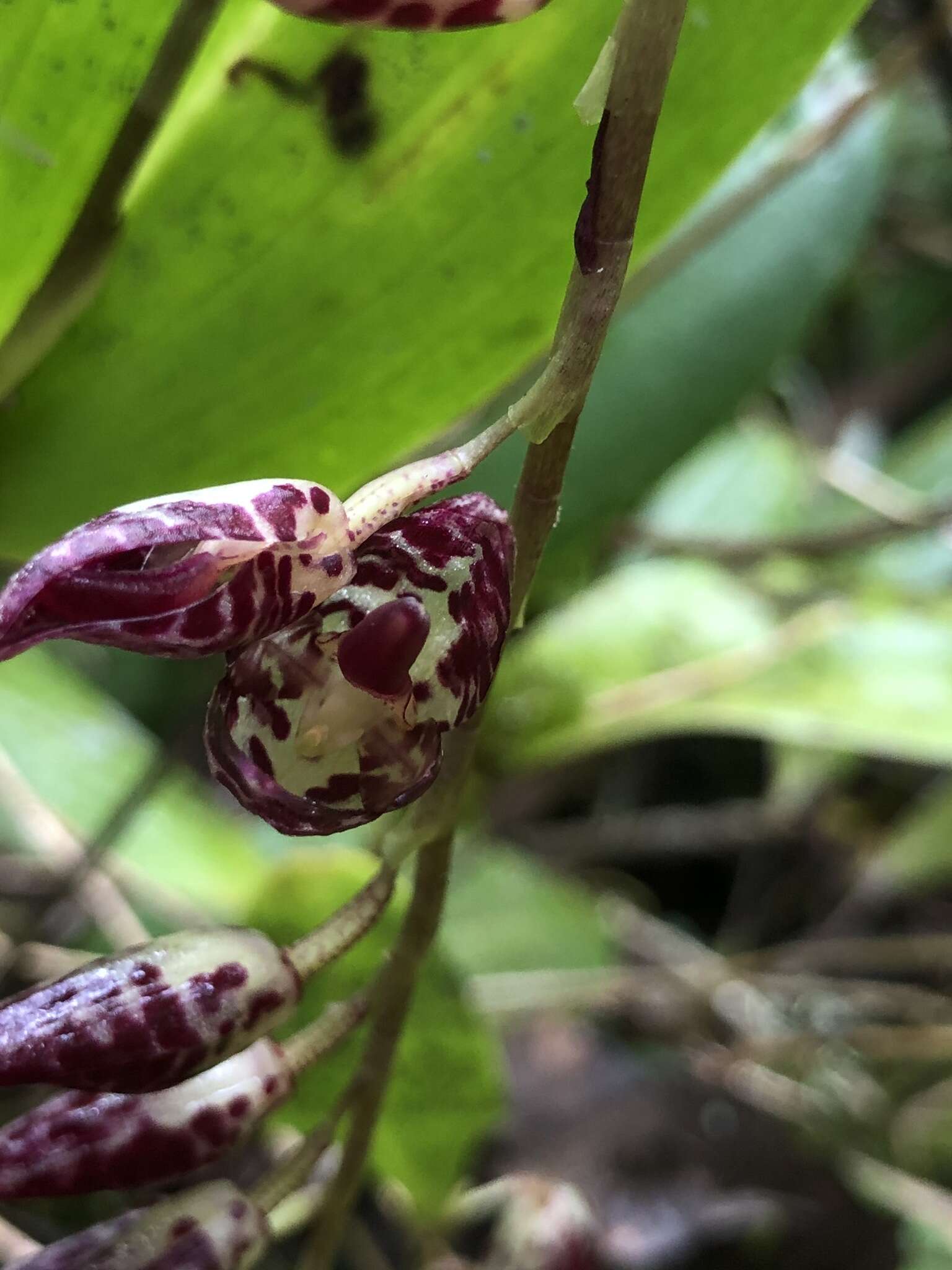 Image of Stelis restrepioides (Lindl.) Pridgeon & M. W. Chase