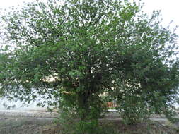 Image of American pistachio