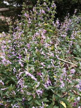 Image of Hypoestes aristata var. aristata