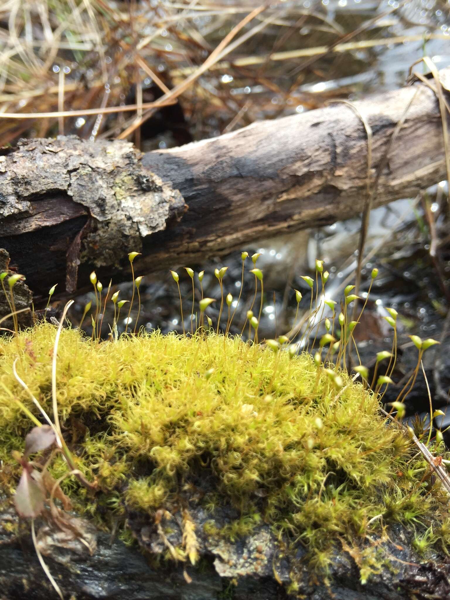 Image of Rhabdoweisiaceae