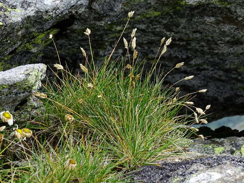 Image of Oreochloa disticha (Wulfen) Link