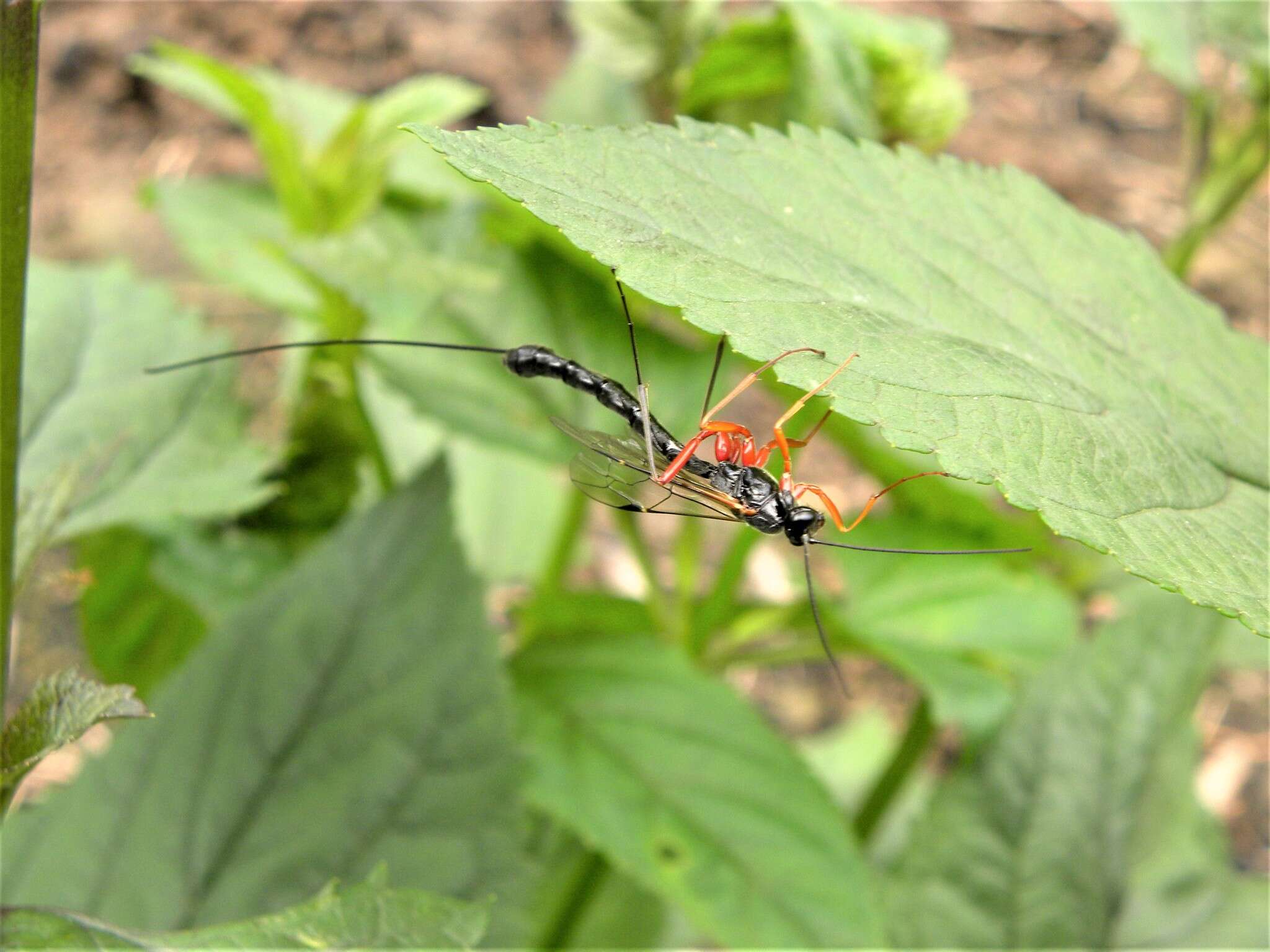 Image of Dolichomitus imperator (Kriechbaumer 1854)