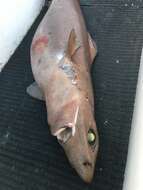 Image of Deepwater Spiny Dogfish