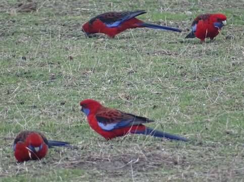 صورة Platycercus elegans melanopterus North 1906