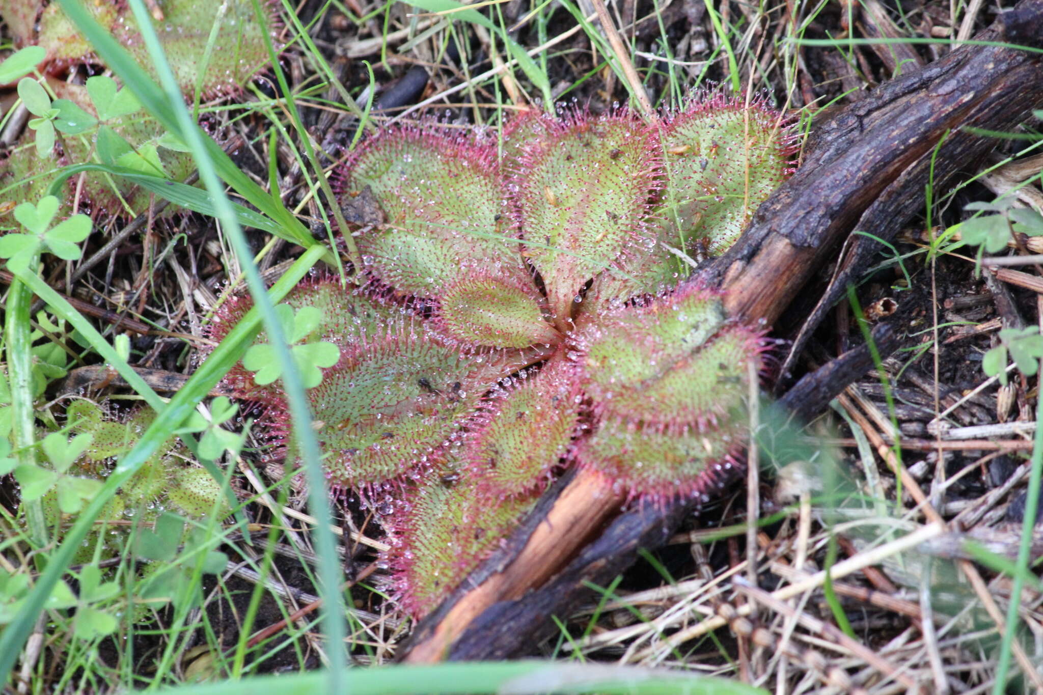 Image of Drosera praefolia Tepper