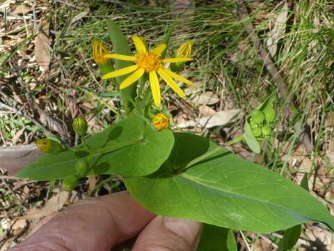 Image of Senecio velleioides A. Cunn. ex DC.