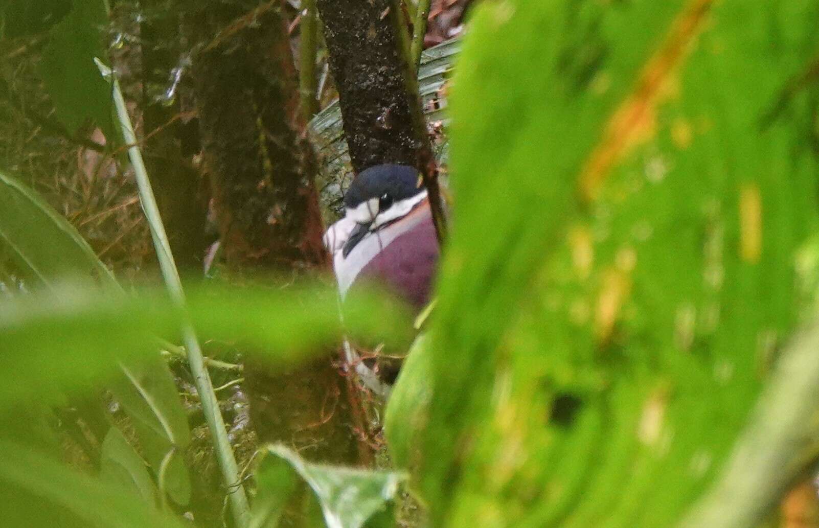 Image of Indigo-crowned Quail-Dove