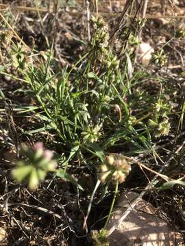 Image of buttongrass