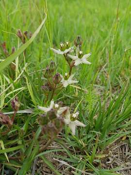 Image of Asclepias gibba var. gibba