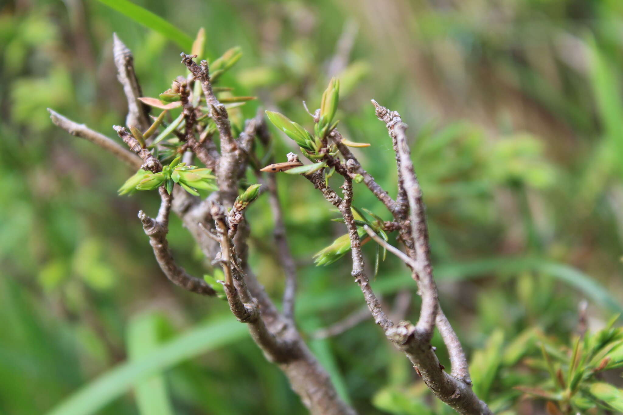 Plancia ëd Juniperus communis var. communis