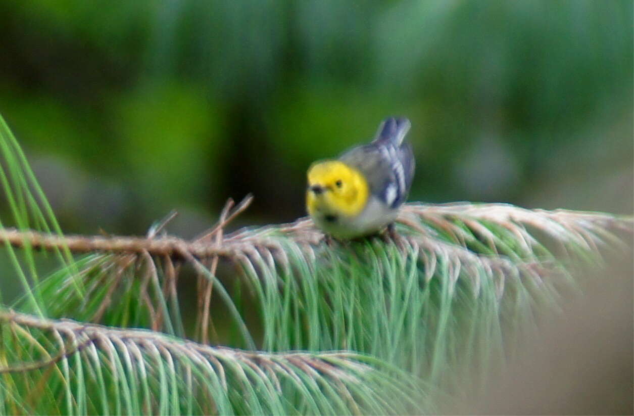 Image of Hermit Warbler