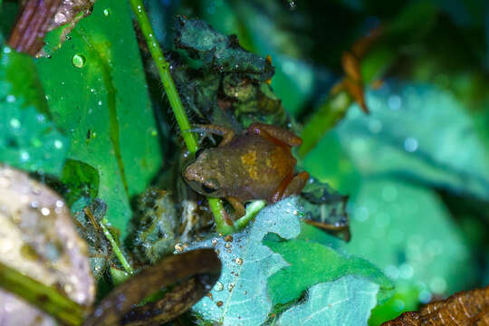 Image of Dwarf Squeaker