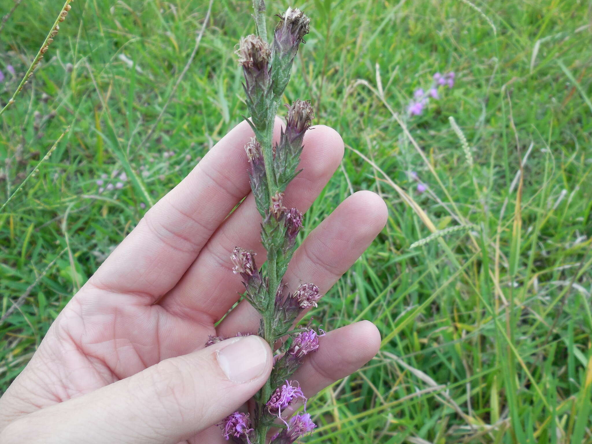 Слика од Liatris bracteata Gaiser