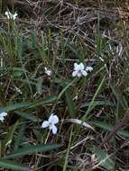 Image of bog white violet