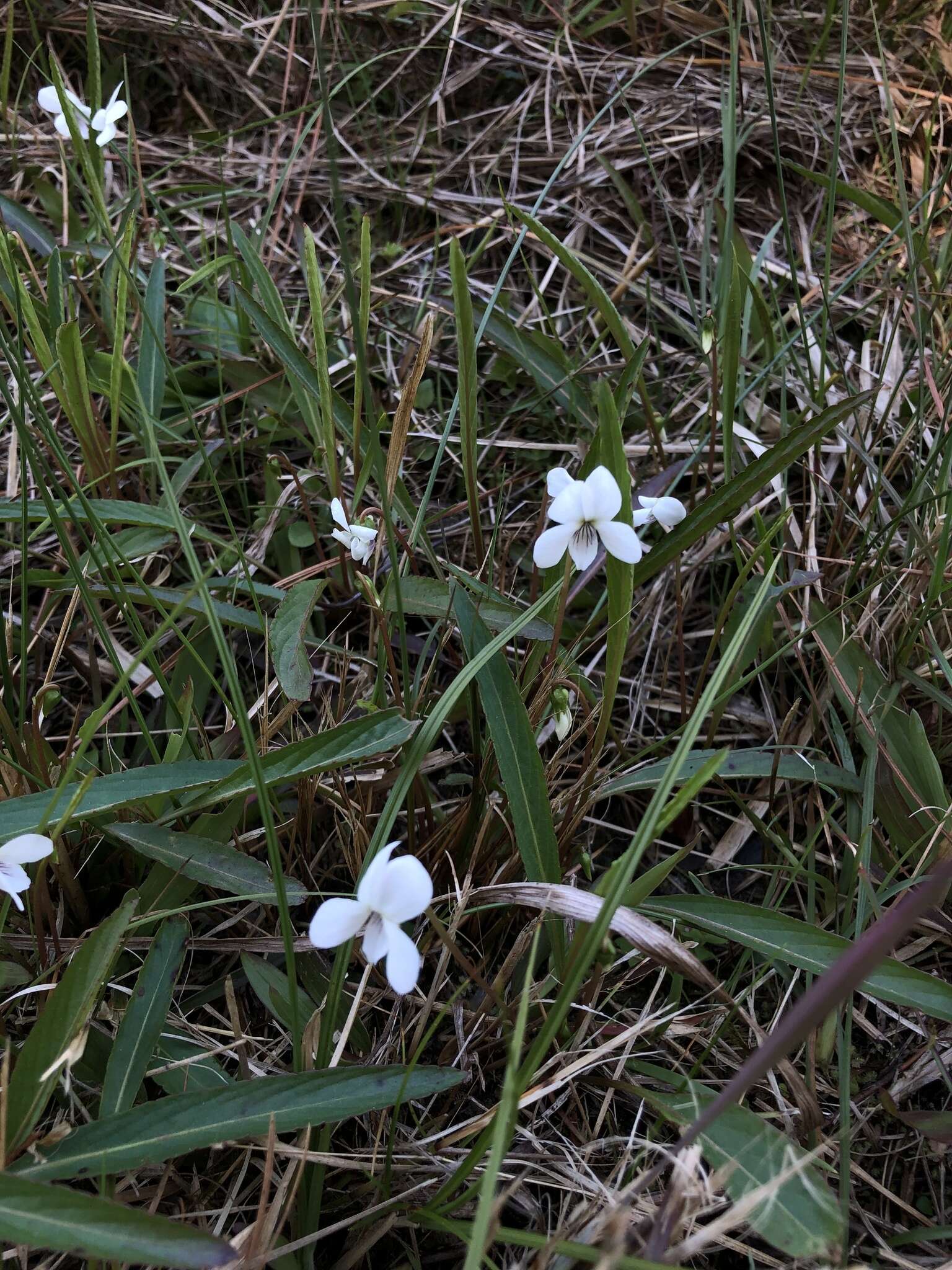 Image of bog white violet