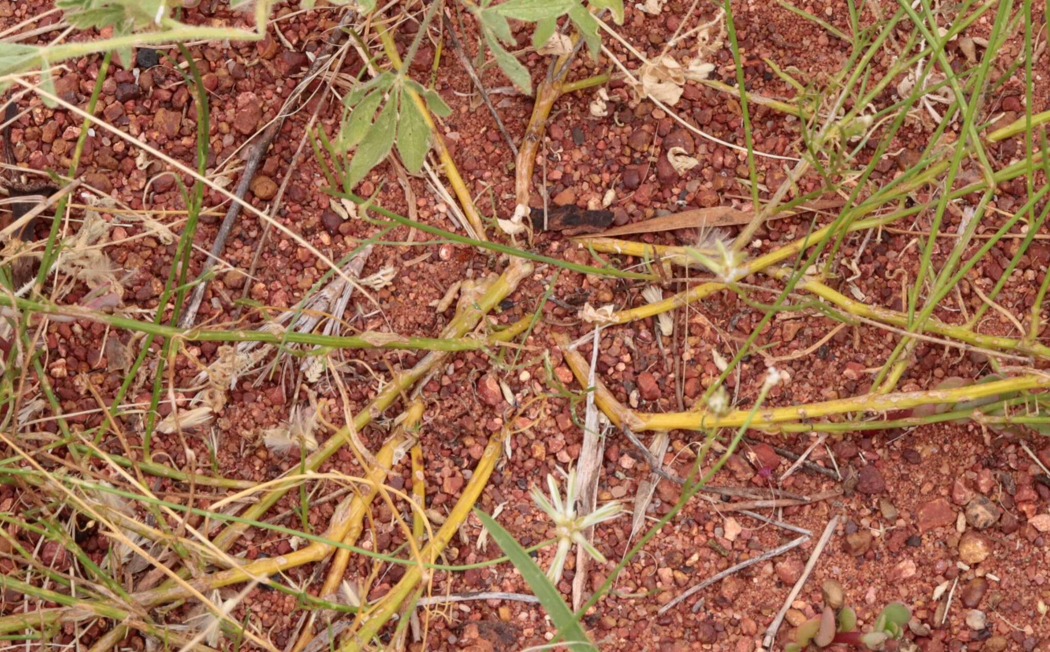 Image of Ptilotus fusiformis (R. Br.) Poir.