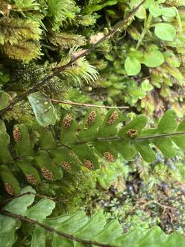 Image of Hobdy's Spleenwort