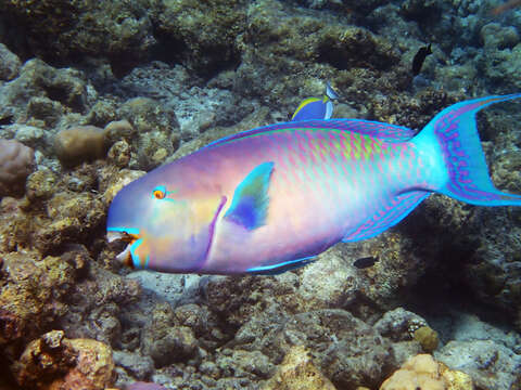 Image of Heavybeak Parrotfish