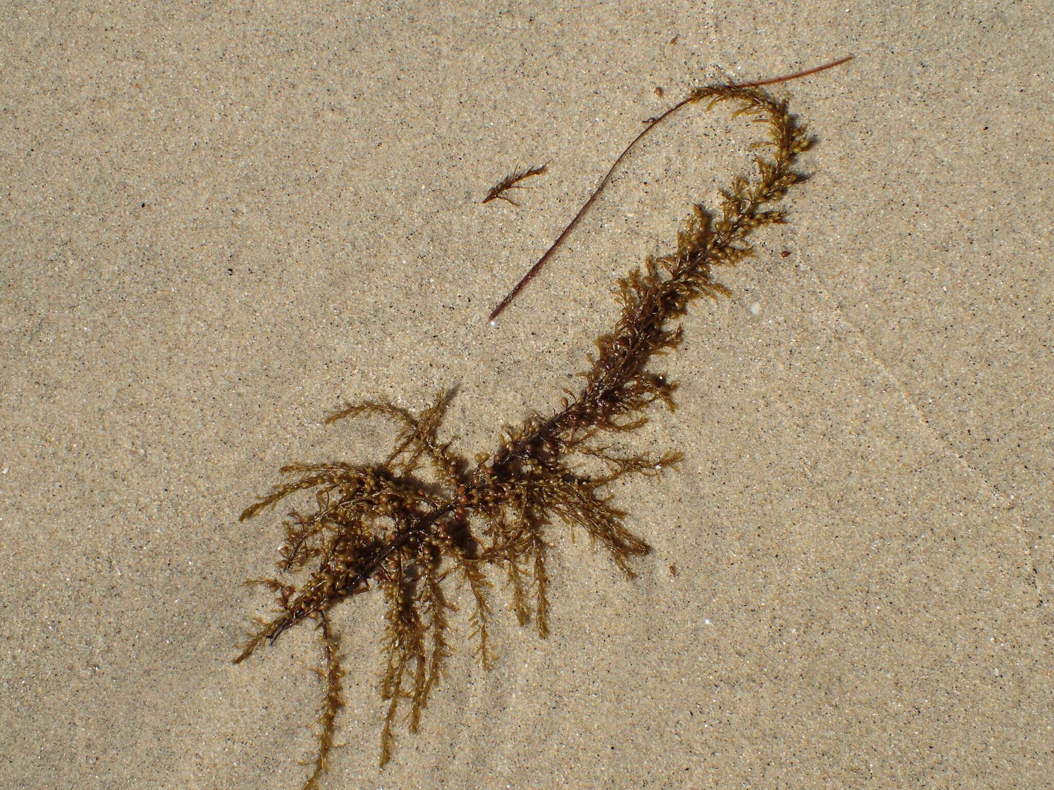 Слика од Sargassum muticum