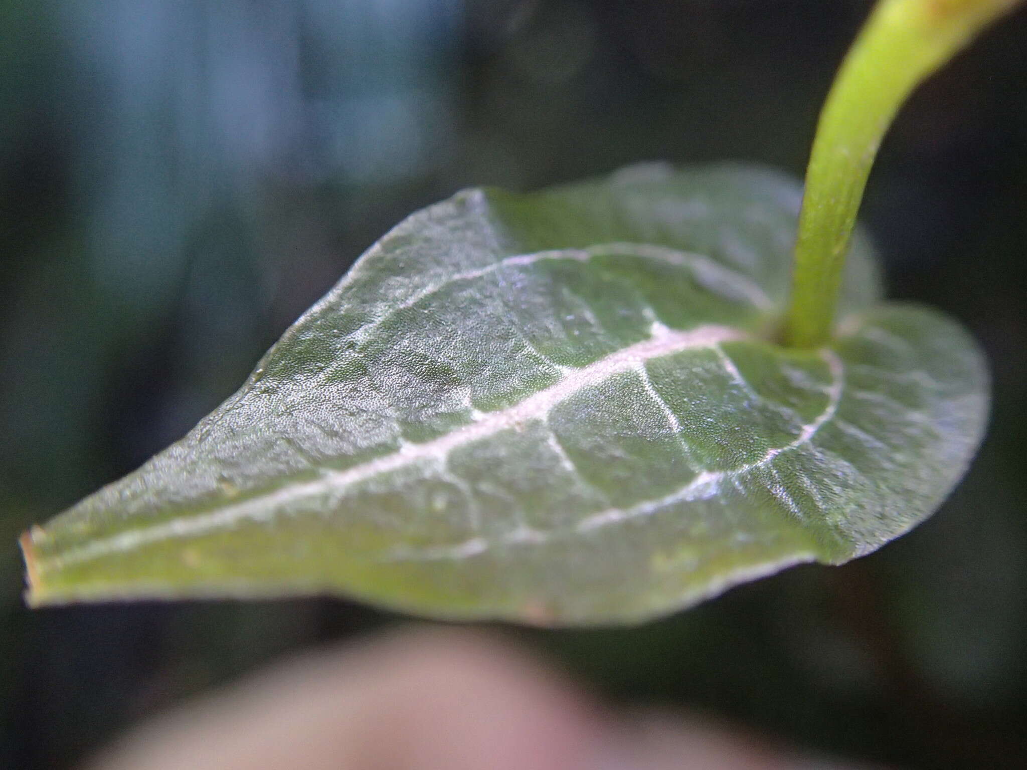 Image of Disperis tripetaloides (Thouars) Lindl.