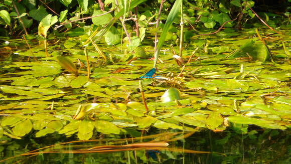 Image of Banded Agrion