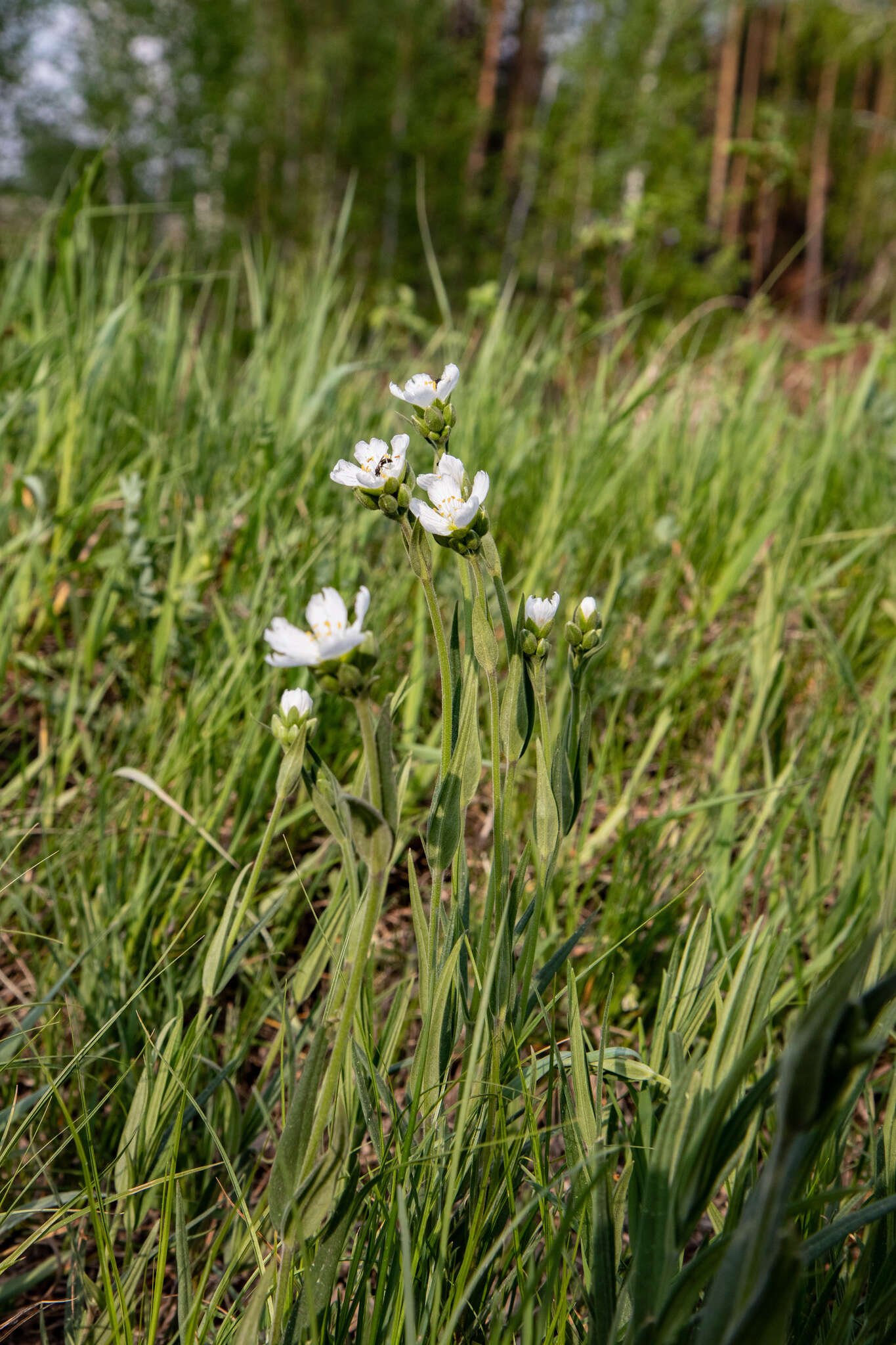 Image of great chickweed